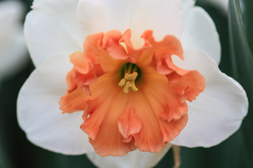 Close up of a white narcissus with an orange heart.