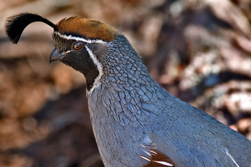 Arizona Gambel's Quail Portrait Side View