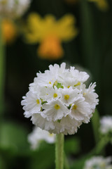 Close up of a white flower of Primula denticulata
