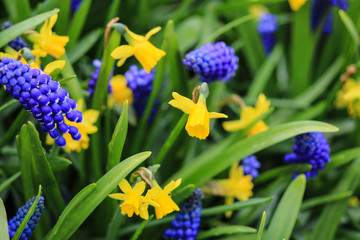 Yellow daffodils and blue grape hyacinths