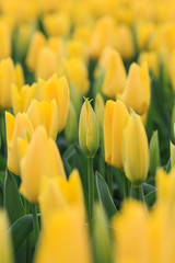 Close up of a yellow tulip.