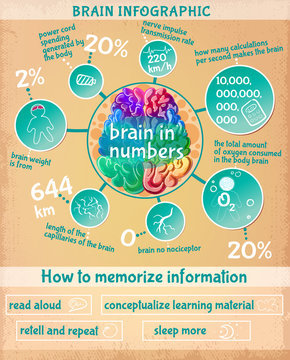 Cartoon Human Brain Infographic Concept