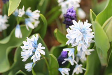 Blue white hyacinth and blue grape hyacinth