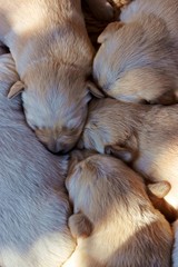 szczeniaki © Piotr Ciździel