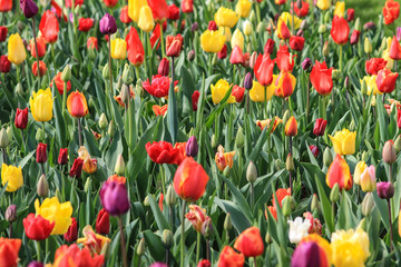 Obraz premium Close up of a brightly coloured tulip field.