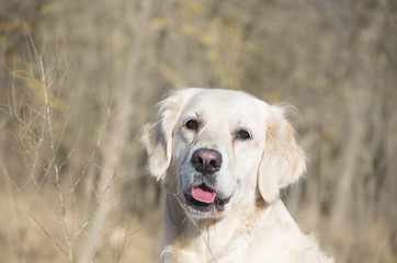Golden Retriever