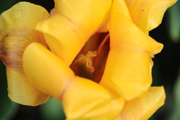 Close up of a yellow tulip.