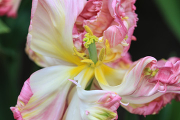 Obraz na płótnie Canvas Close up of a pink and white tulip