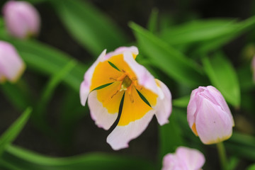 White tulip with a yellow heart