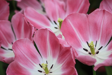 Obraz na płótnie Canvas Close up of pink tulips