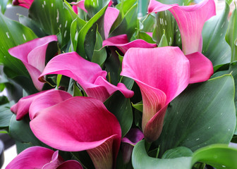 Pink calla lilies grouped together.