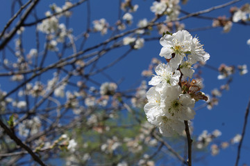 Sour cherry tree blossoms, background soft
