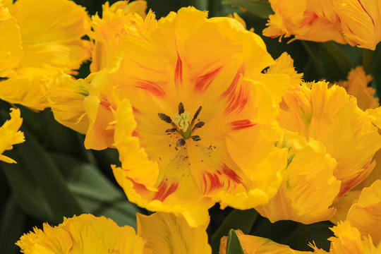 Heart of a yellow tulip