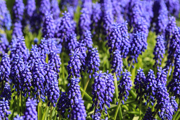 Dark blue grape hyacinths in a field