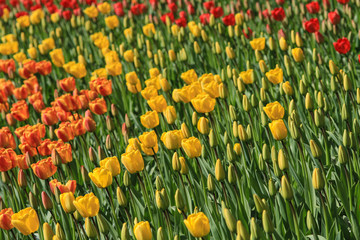 Field of yellow orange and red tulips