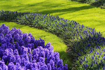 Obraz na płótnie Canvas Purple hyacinths and a bow of grape hyacinths