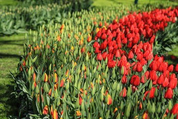 Red tulips next to yellow orange tulips ready to bloom