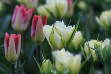 Close up of a white coloured tulip, standing in a field