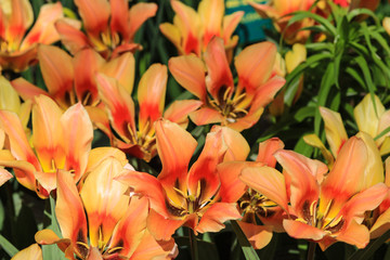 Close up of orange tulips with yellow highlights