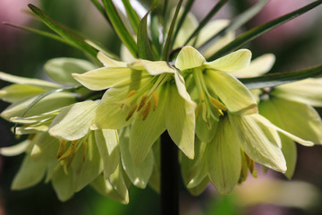Close up of a limegreen checquered lily