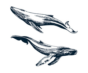 Two blue and humpback whales