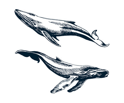 Two Blue And Humpback Whales