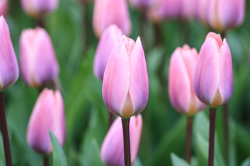 Close up of violet tulips