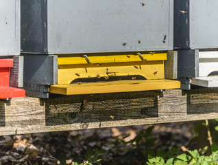 Honey bees in spring flying  In and Out of Their Yellow Beehive