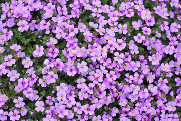 a lot of blooming small purple flowers in spring