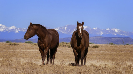 Front Range Horses