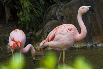 Flamingos drinking