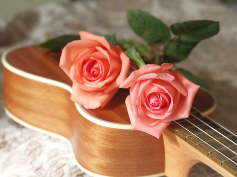Rose on ukulele, Love, Valentines concept.
