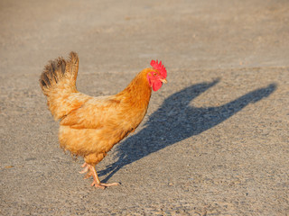 Free han walking outside and looking for food in countryside.
