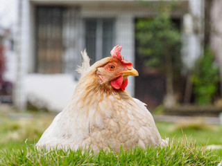 White hen sitting on the green grass.