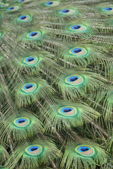 Pfau