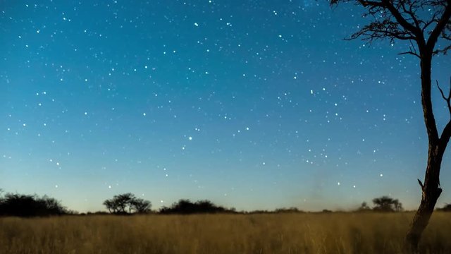 A linear timelapse of a dark landscape scene and a silhouette Acacia tree with stars twisting through and the moon rises to light up the landscape