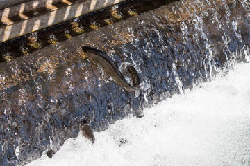 Trout jumping up a spillway at a fish hatchery in Durango, Colorado