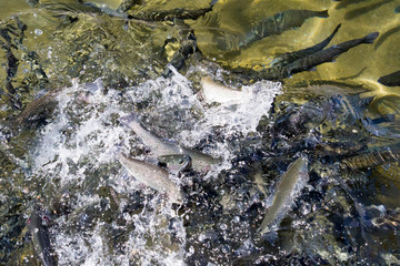 Fish emerging from the water in a feeding frenzy at a fish hatchery in Durango, Colorado