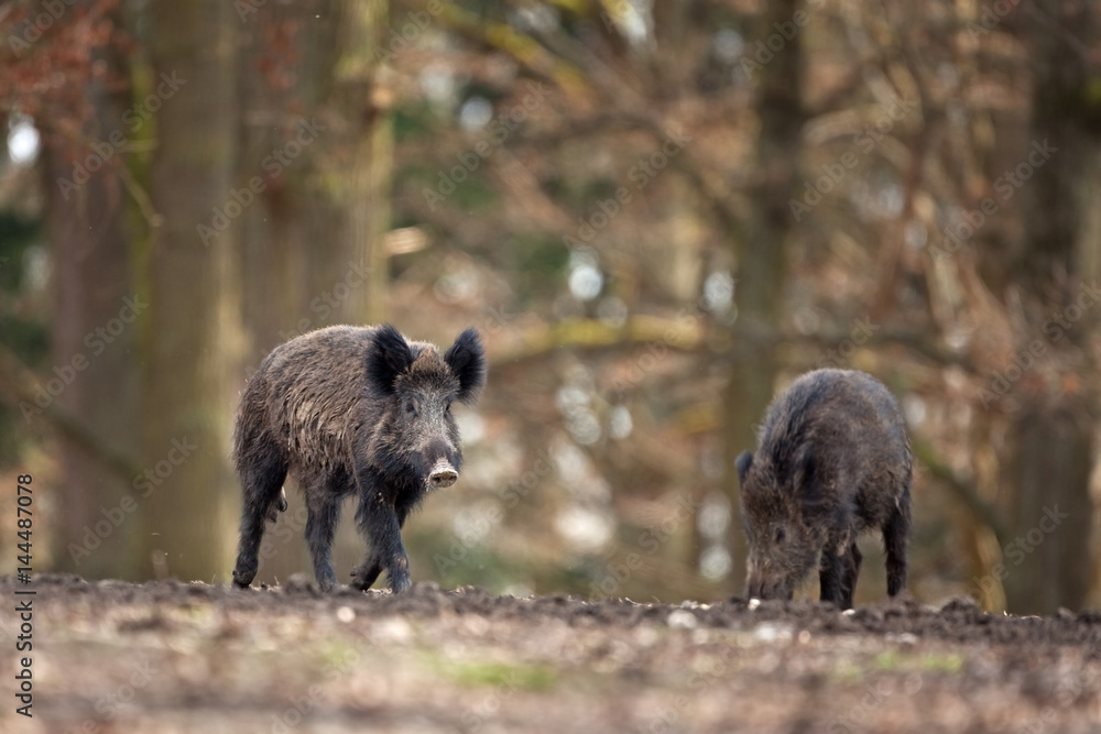 Wall mural wild boar, sus scrofa, czech republic