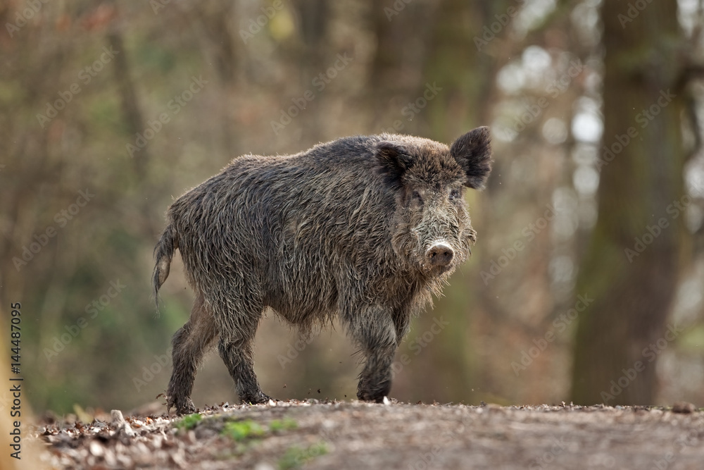 Wall mural wild boar, sus scrofa, czech republic