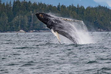 Fototapeta premium Breaching Humpback