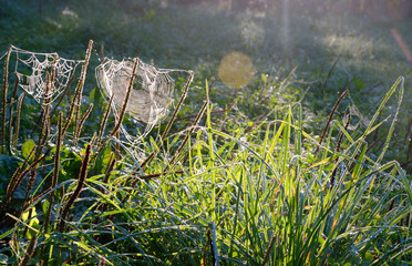 Plant with dew drops.