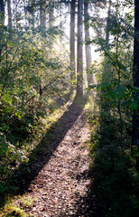Forest at dawn.