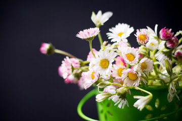 Daisy flowers in a green pot