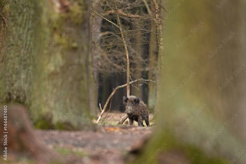 Wall mural wild boar, sus scrofa, czech republic