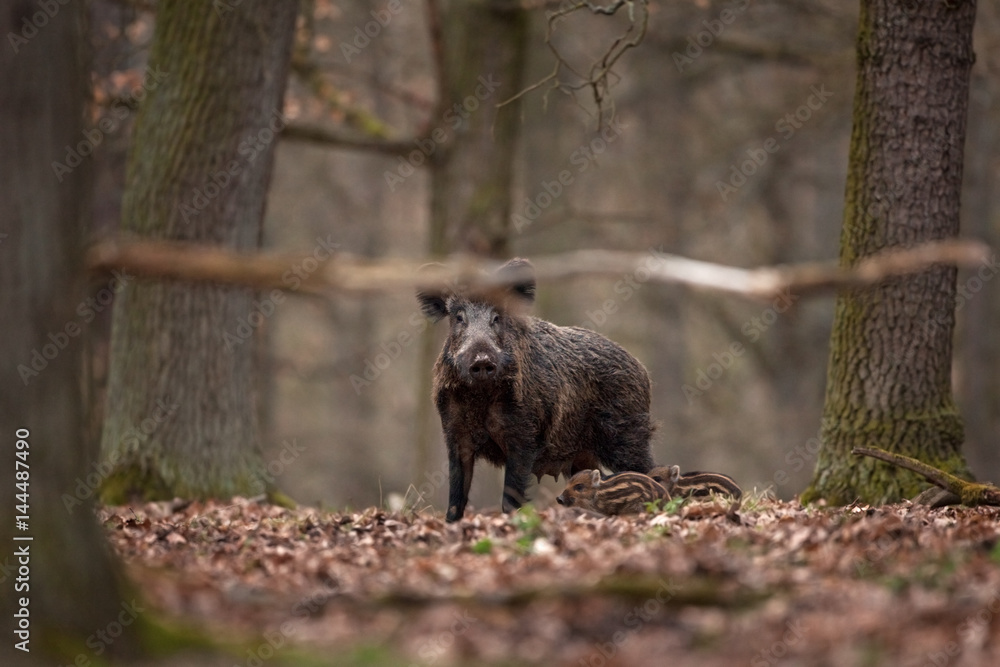 Wall mural wild boar, sus scrofa, czech republic