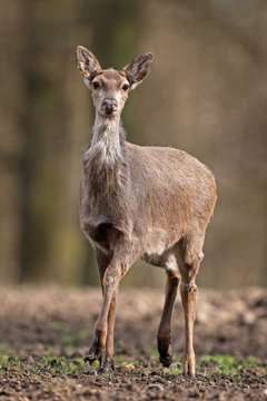 sika deer, cervus nippon, Czech republic