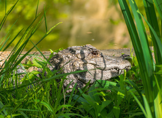 Scary animal closeup alligator hiding behind grass in the water 