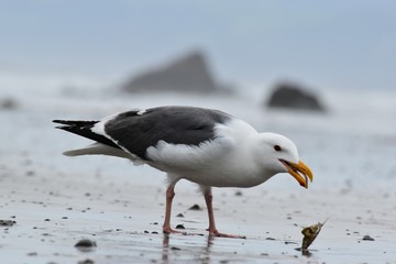 Seagull