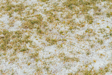 Soil with saltpeter and grass in the Andes in Catamarca, Argentina